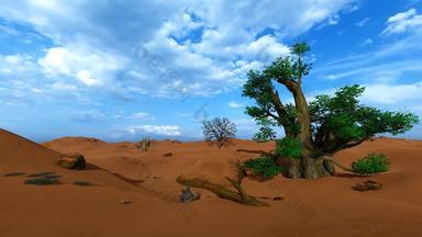 单Baobab树非洲沙漠